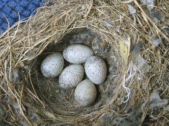 Vogeleier in Nest